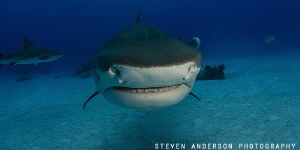 Tiger Sharks are always curious and have no problems comi... by Steven Anderson 